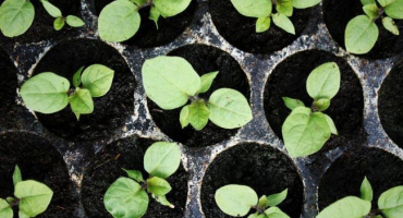 Když potřebujete zasadit lilek pro sazenice, načasování a domácí péči